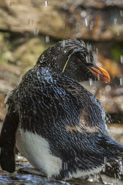 Saunders Island Rockhopper penguin bathing